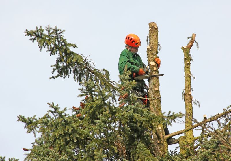 Cedar Tree Trimming in San Jose, CA