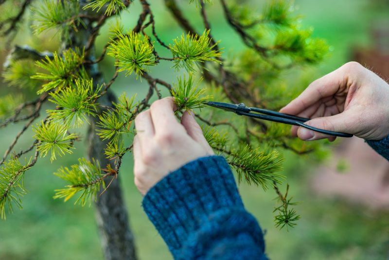Oak Tree Pruning in Doylestown, PA