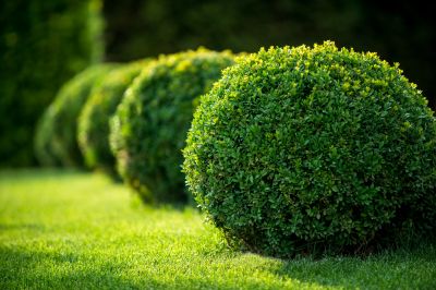 Shrub Trimming Service